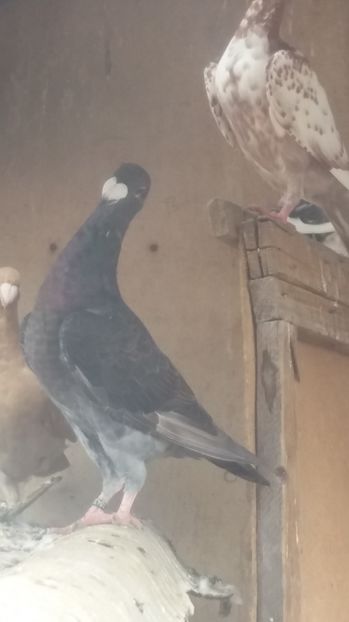  - Porumbei de vanzare 2016