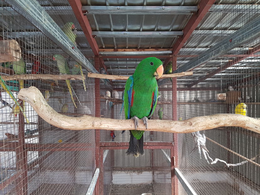  - Eclectus