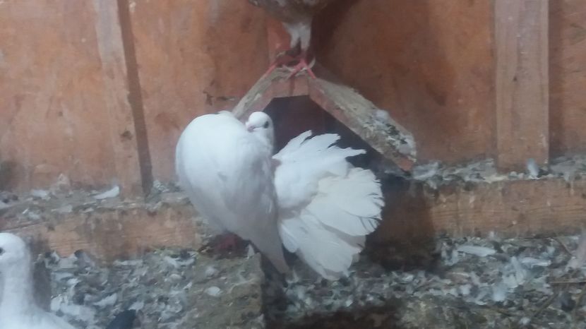  - Porumbei de vanzare 2016