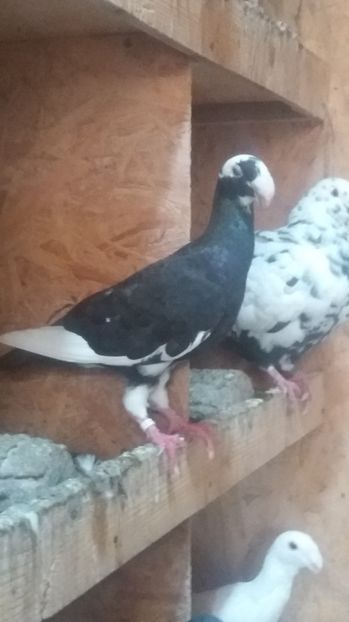  - Porumbei de vanzare 2016