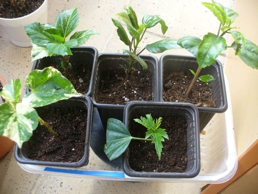  - AA-Transplantare plante tinere- metoda mea de lucru