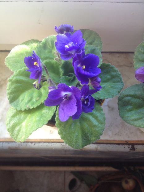 image - violete