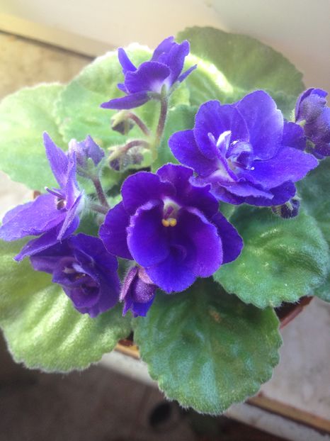 image - violete