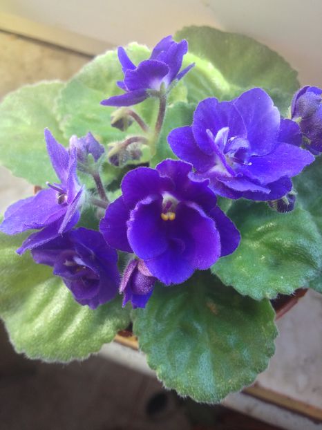 image - violete