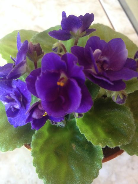 image - violete