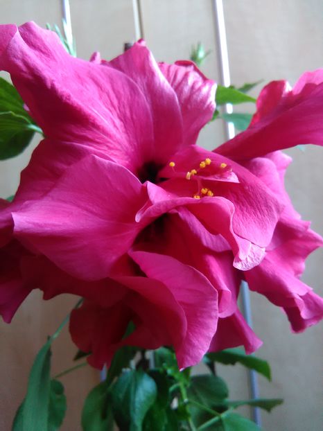  - Hibiscus 2015-2024