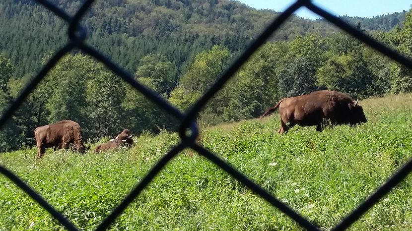 20160827_113410 zimbri (1)