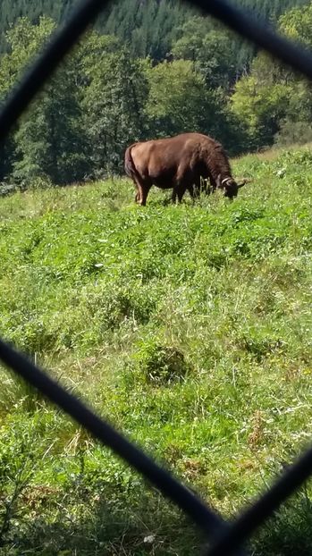 20160827_113410 zimbri (2)