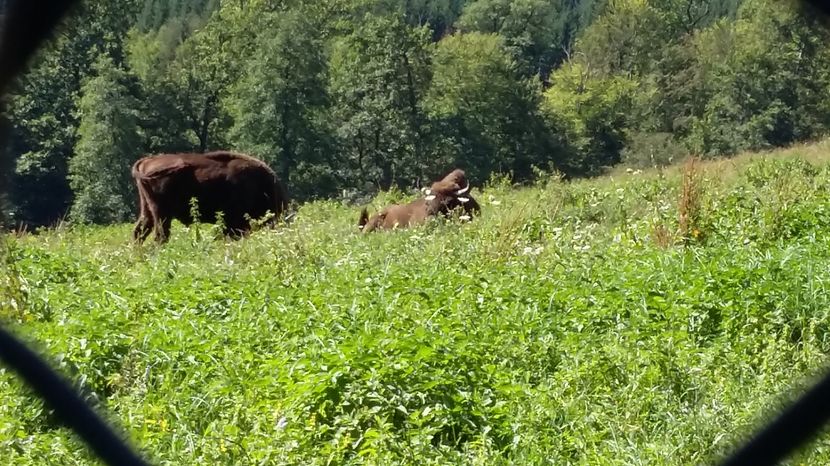 20160827_113410 zimbri (3)