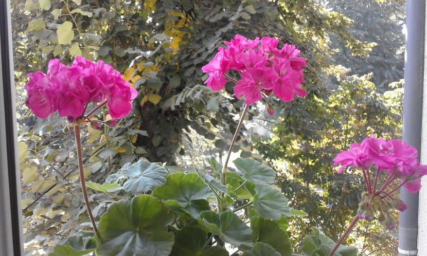 Jip s Freda Burgees - Flori 2016