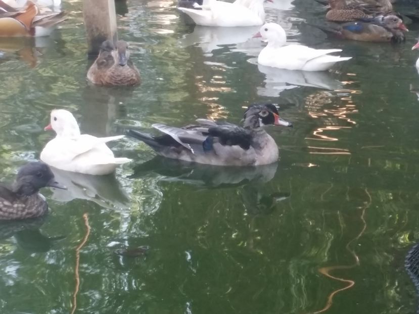 Carolina blue - rata carolin