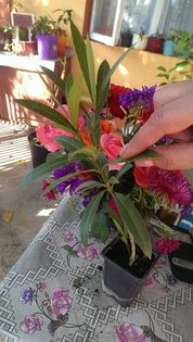 l3 - VAND LEANDRII 2017