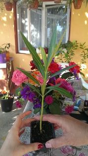 l7 - VAND LEANDRII 2017