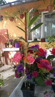 l9 - VAND LEANDRII 2017