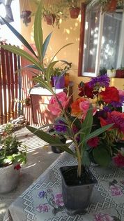 l11 - VAND LEANDRII 2017