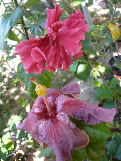 P1300264 - HIBISCUSI 2016-7