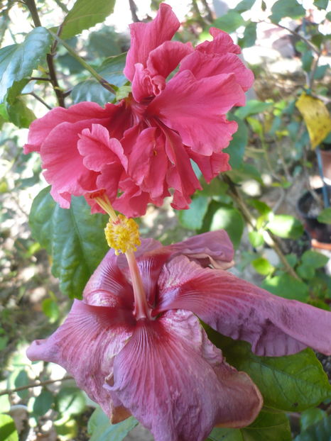 P1300265 - HIBISCUSI 2016-7