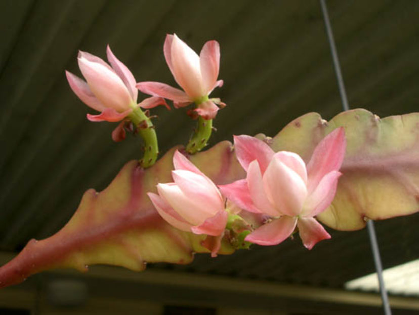 Epiphyllum 'Deutche Kaiserin' 1