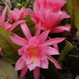 epy6 - VAND EPYPHYLLUM 2022