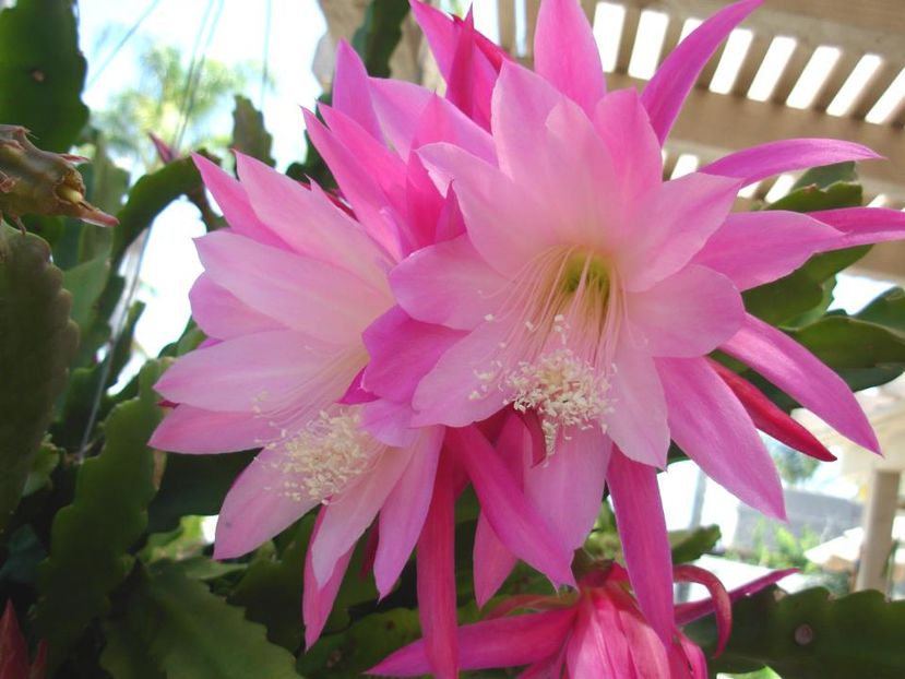 epy8 - VAND EPYPHYLLUM 2022