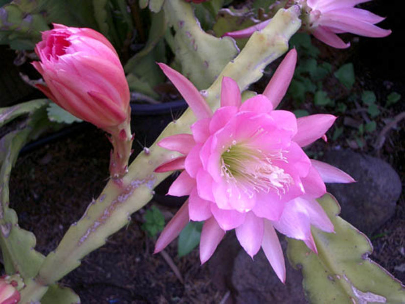 epy9 - VAND EPYPHYLLUM 2022