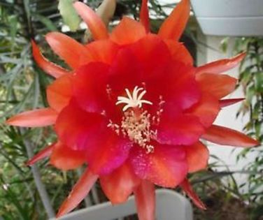 epy11 - VAND EPYPHYLLUM 2022