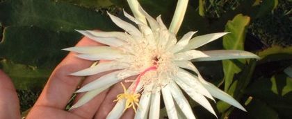 epy13 - VAND EPYPHYLLUM 2022