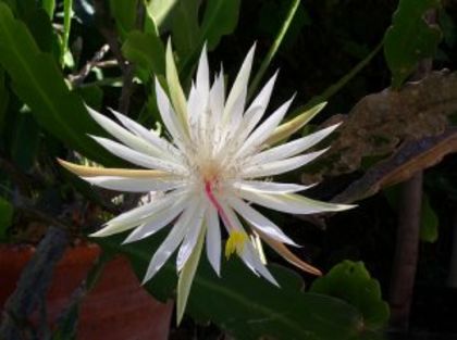 epy14 - VAND EPYPHYLLUM 2022