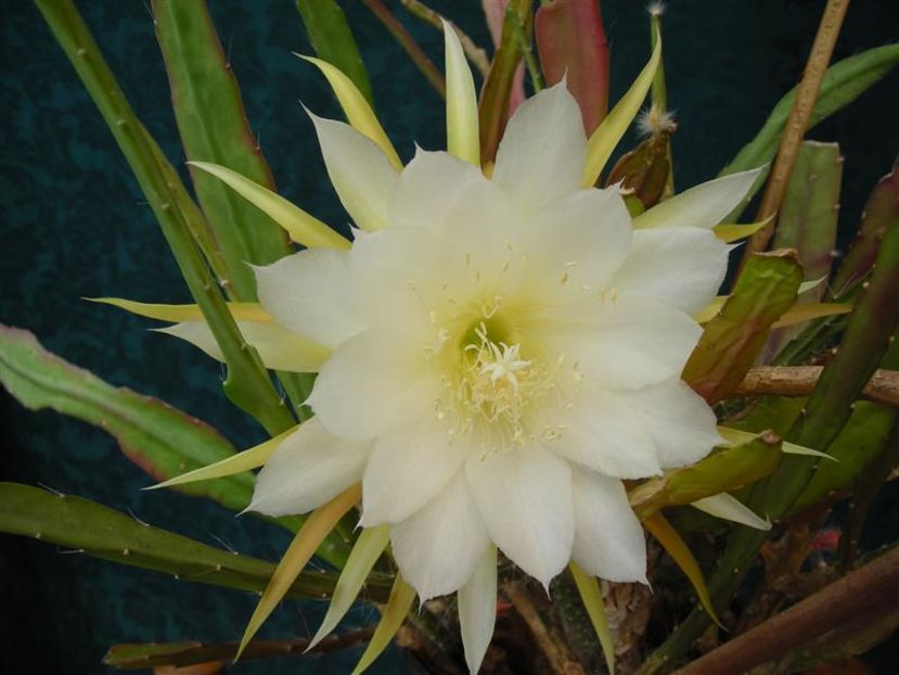 epy15 - VAND EPYPHYLLUM 2022