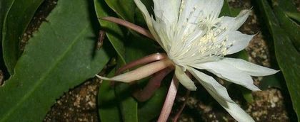 epy21 - VAND EPYPHYLLUM 2022