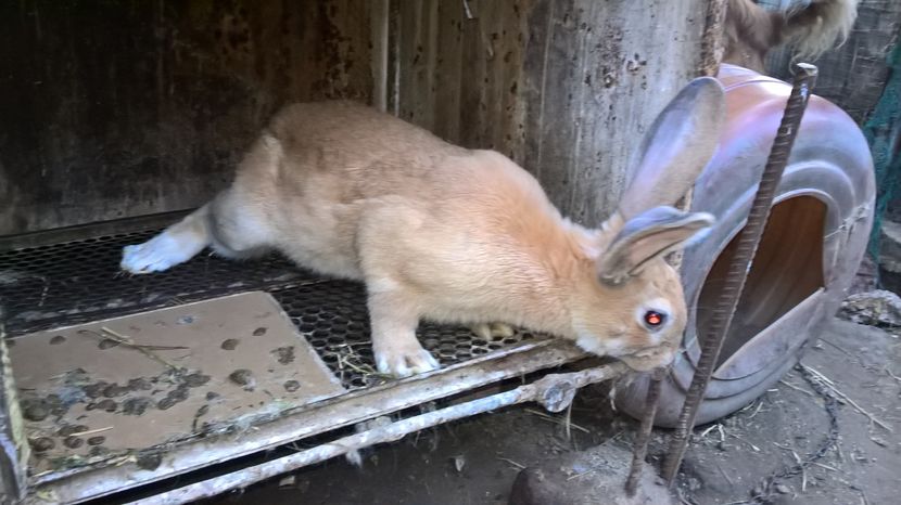 de vanzare; De vanzare
