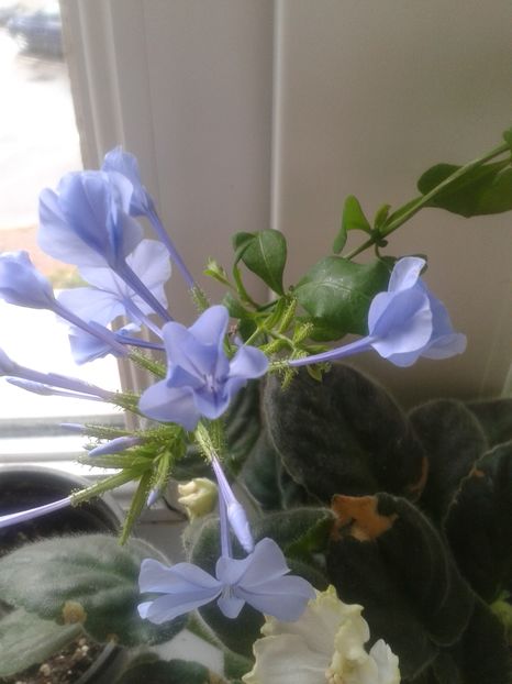 Plumbago , multumesc Doinita