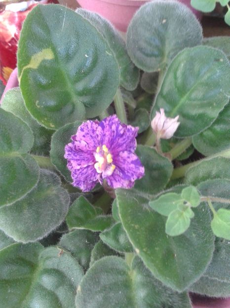 Violeta Podvedechnaja