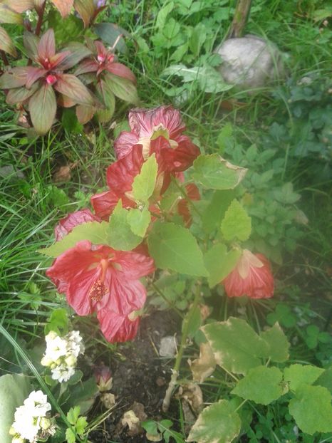 FLORI LA PESCARIA CRACAOANI