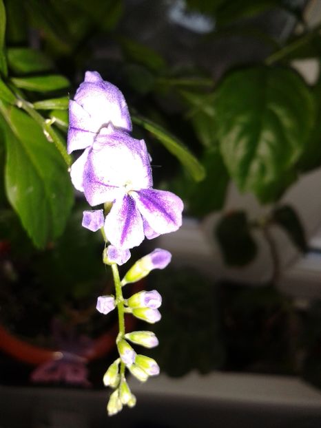 Duranta repens