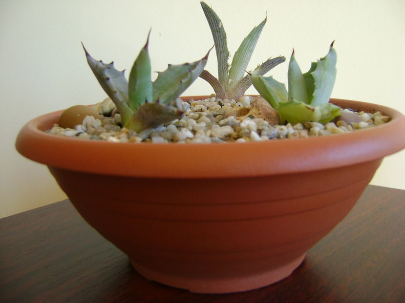 Grup de 3 agave; Agave Colorata 
Agave Xylonacantha
Agave Isthmensis cv. Orhi Razin Shirifukurin
