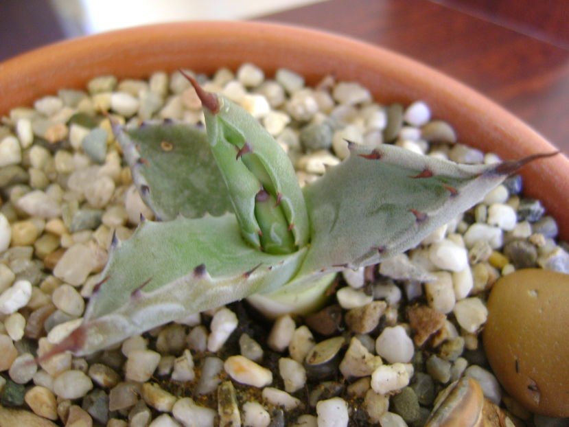 Agave colorata