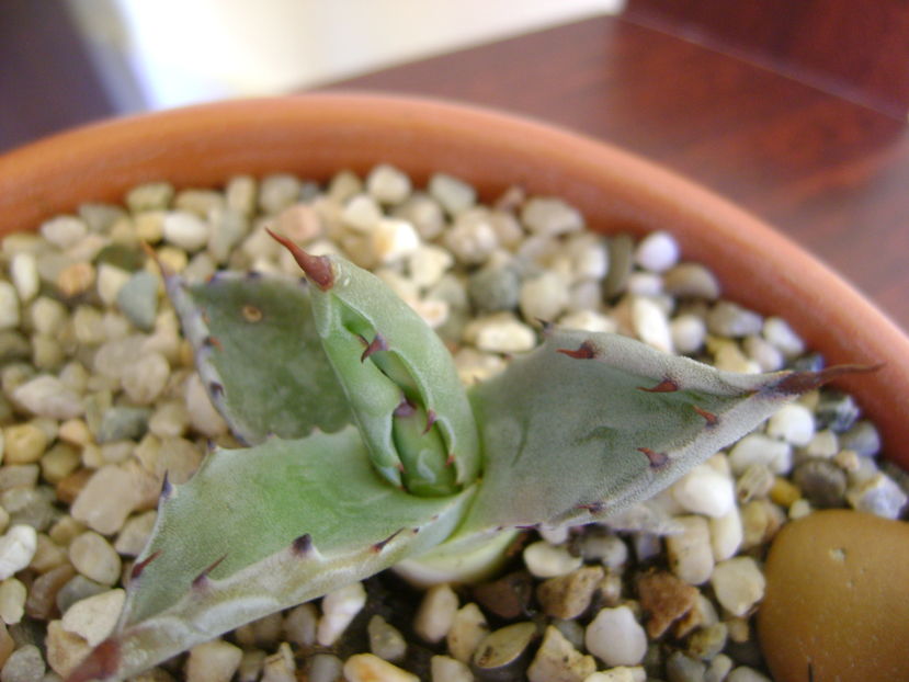 Agave colorata