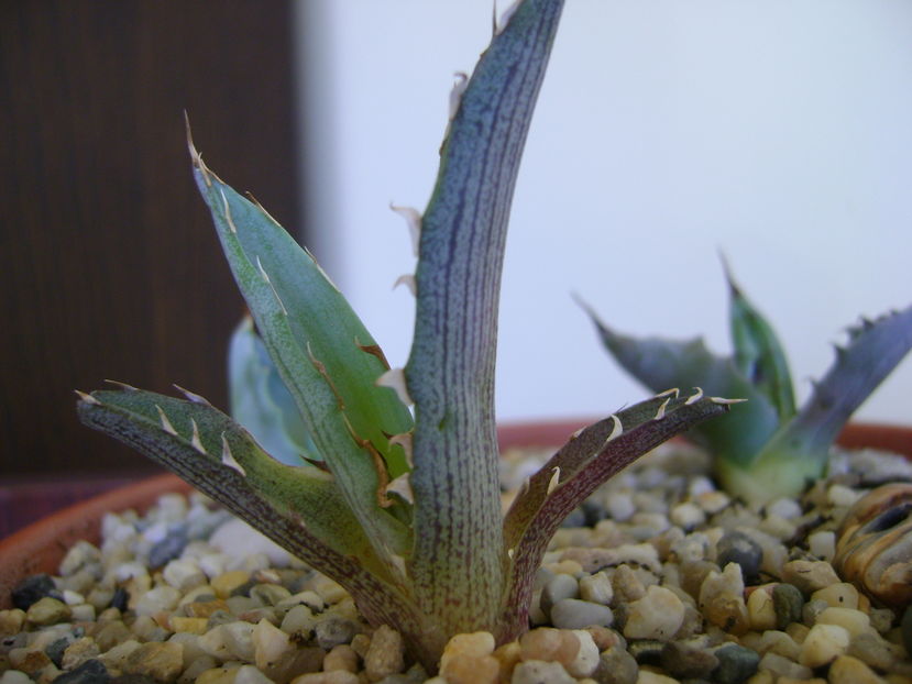 Agave xylonacantha