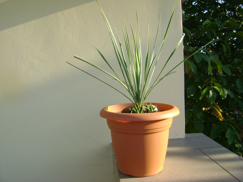 Yucca rostrata & Haworthia glabrata - Agave si Yucca 2016