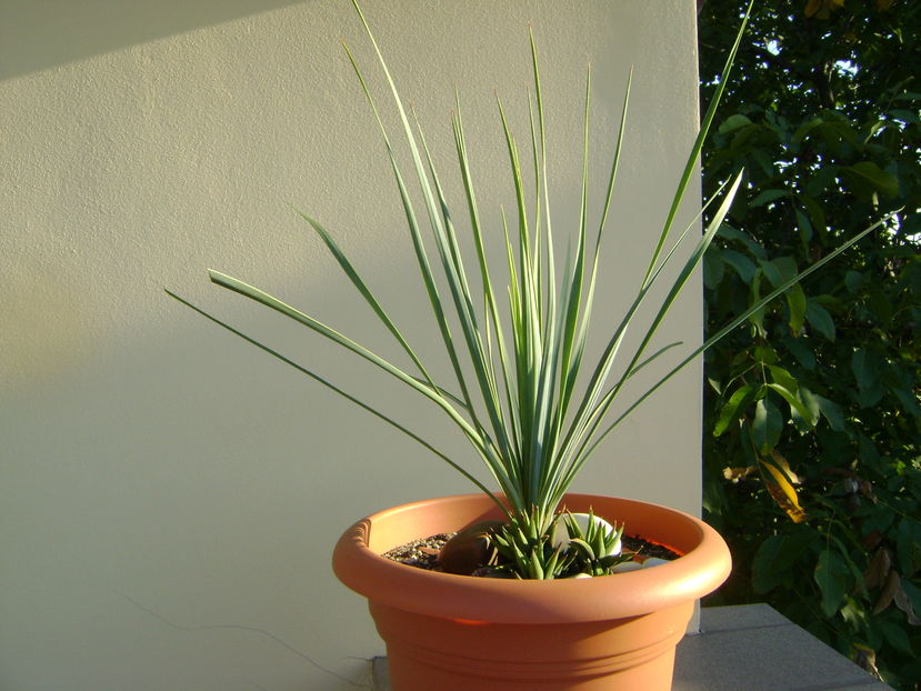 Yucca rostrata & Haworthia glabrata - Agave si Yucca 2016