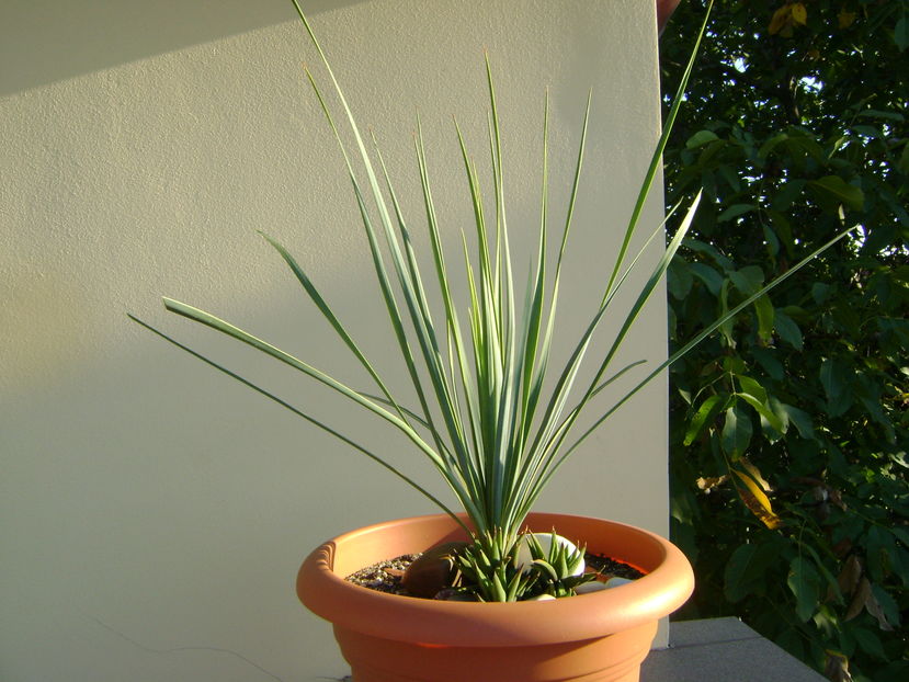 Yucca rostrata & Haworthia glabrata