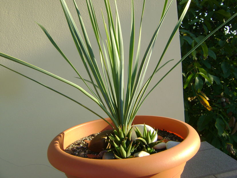Yucca rostrata & Haworthia glabrata - Agave si Yucca 2016