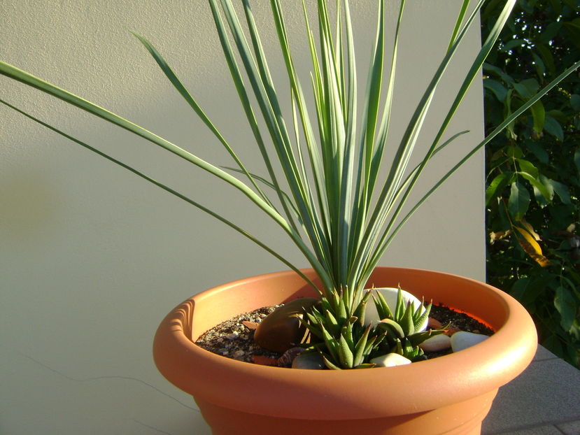 Yucca rostrata & Haworthia glabrata - Agave si Yucca 2016