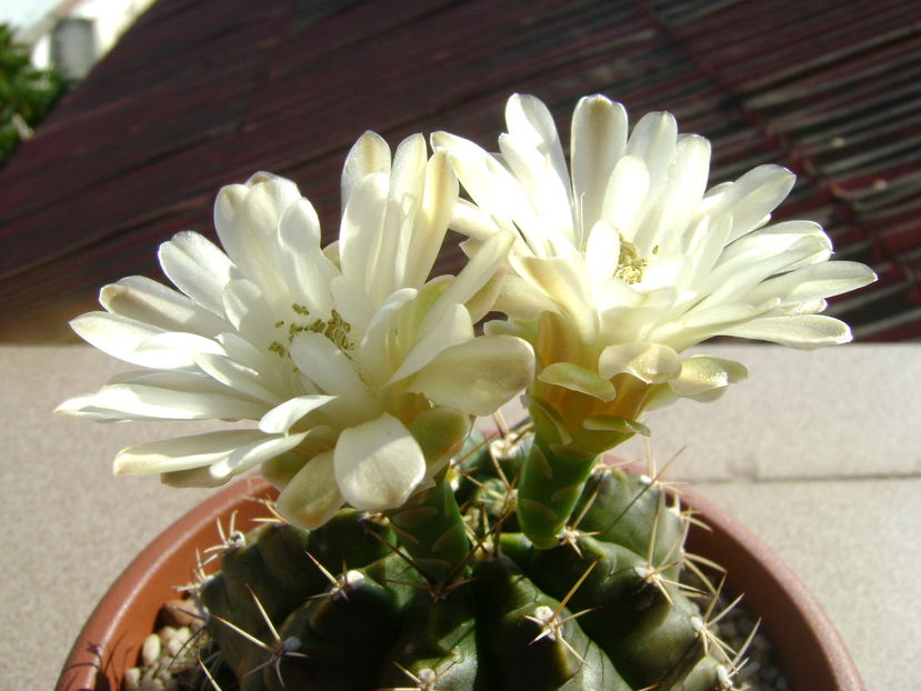 Gymnocalycium quehlianum