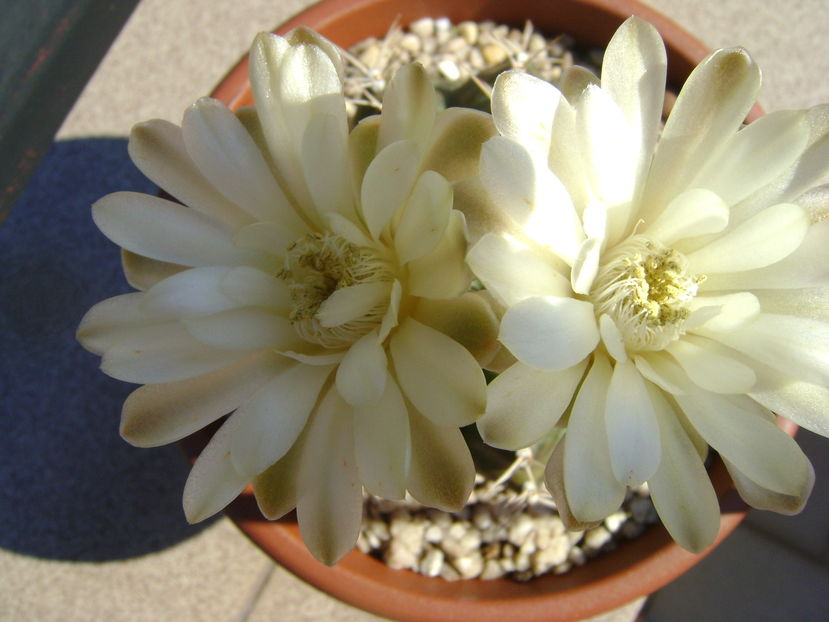 Gymnocalycium quehlianum