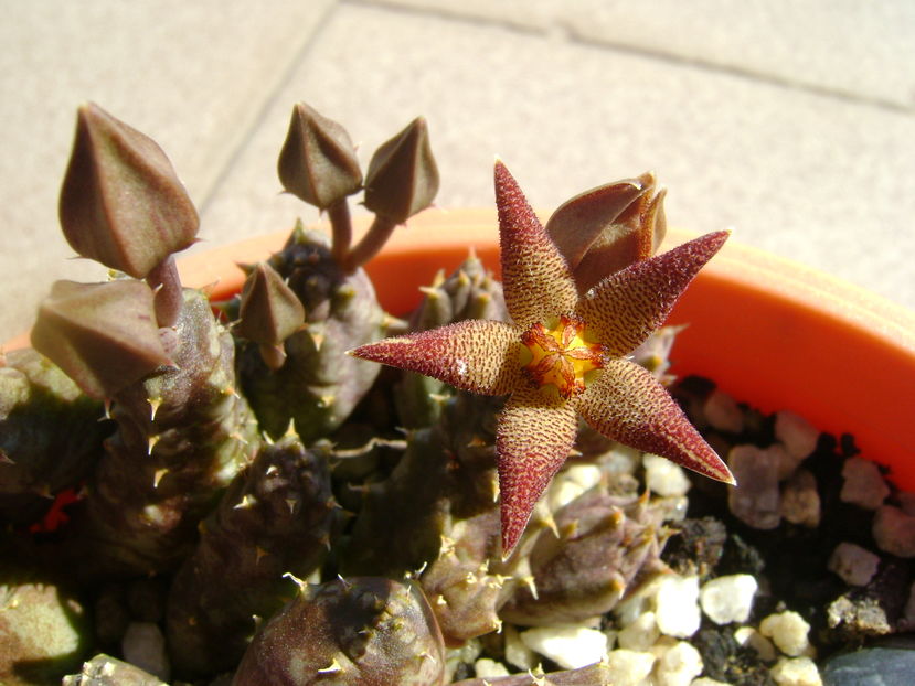 Piaranthus geminatus v. foetidus