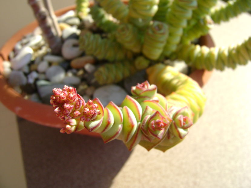 Crassula marnieriana