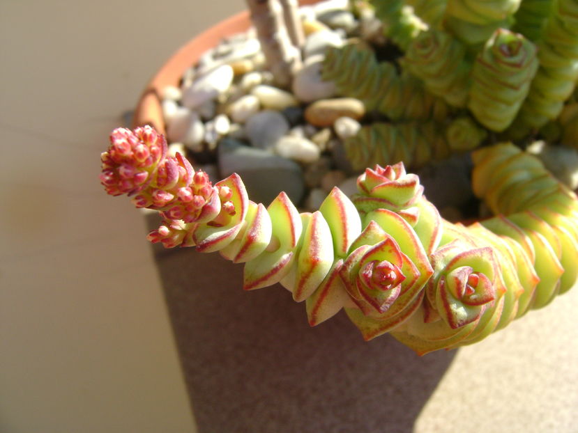 Crassula marnieriana - Suculente 2016