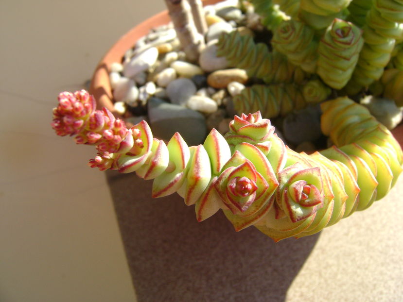 Crassula marnieriana